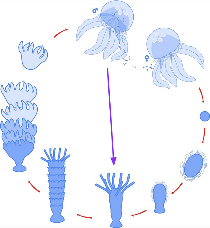kwallen levenscyclus.png Natuurwijzer